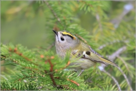 <p>KRÁLÍČEK OBECNÝ (Regulus regulus) /Goldcrest - Wintergoldhähnchen/</p>